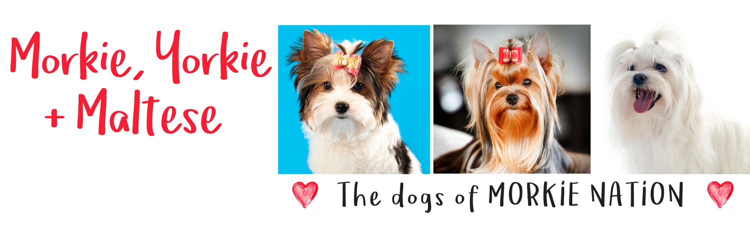 Morkie Nation banner