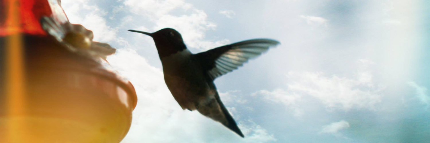 WAmbrosch's profile banner image