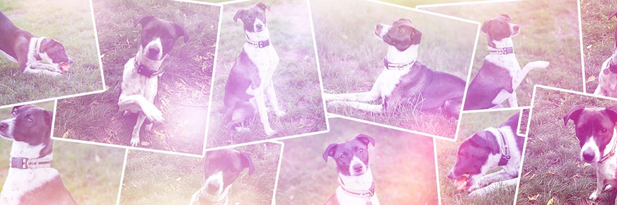 Bark56's profile banner image