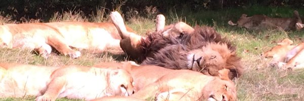 AndyForsyth Profile Banner