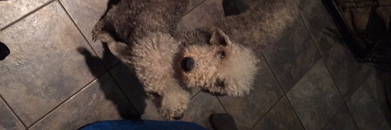 beddieterriers's profile banner image