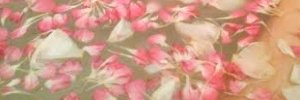 shw2ph's profile banner image