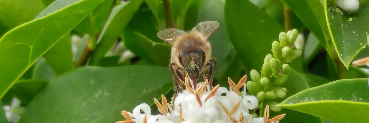 ƃuıuoʞ ǝp uıʇɹɐɯ banner