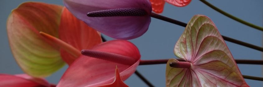 denodwijaa's profile banner image