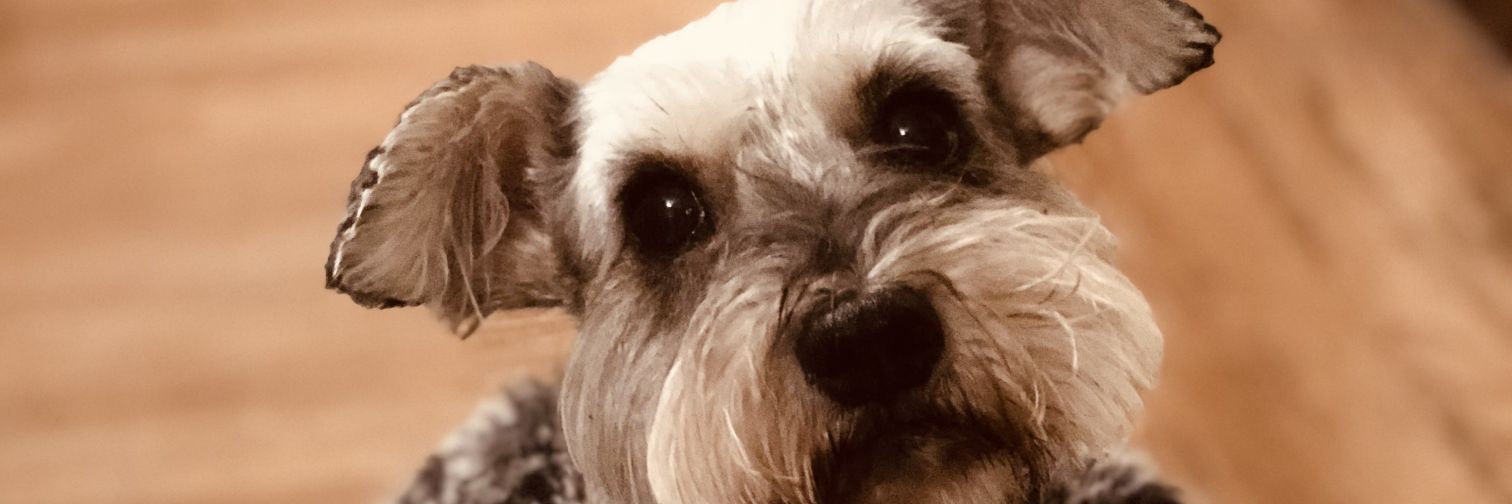 Susy_SF's profile banner image