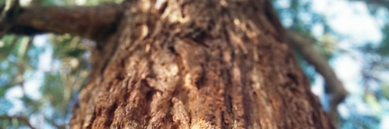 ottipep's profile banner image