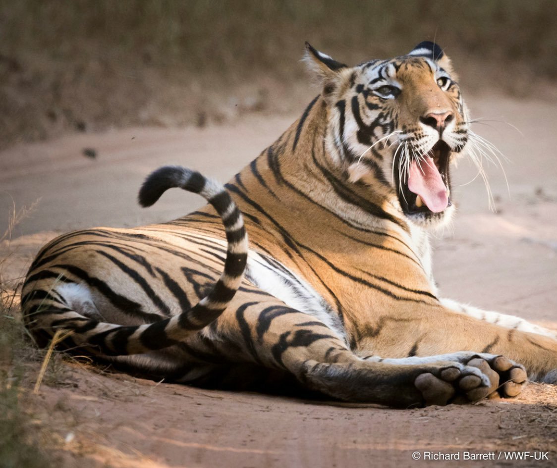 Tigertitan_'s profile banner image
