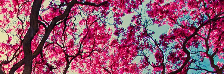 MsDreaJ's profile banner image