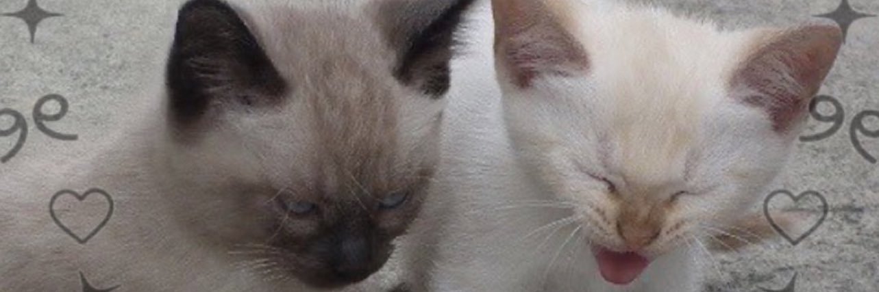 deityzzz's profile banner image