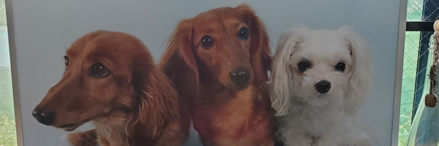 ojihimeami's profile banner image