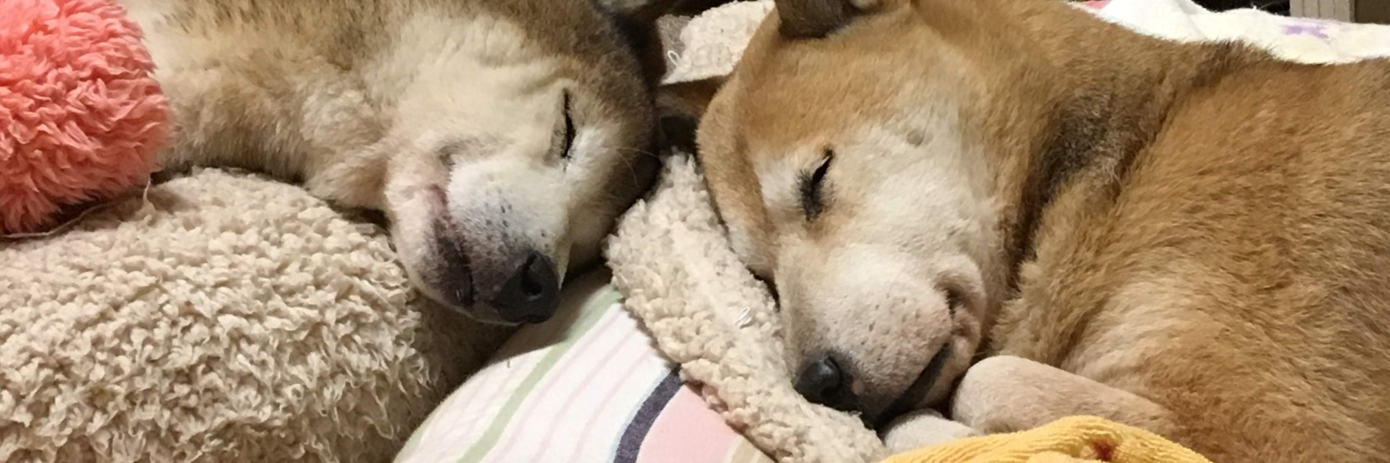 gurichiyo's profile banner image