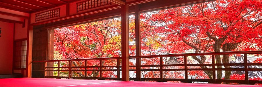 koya_ayu's profile banner image