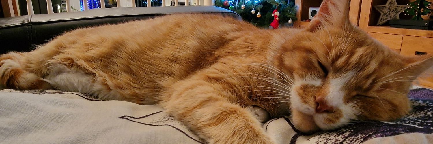 Bethan Stephens banner