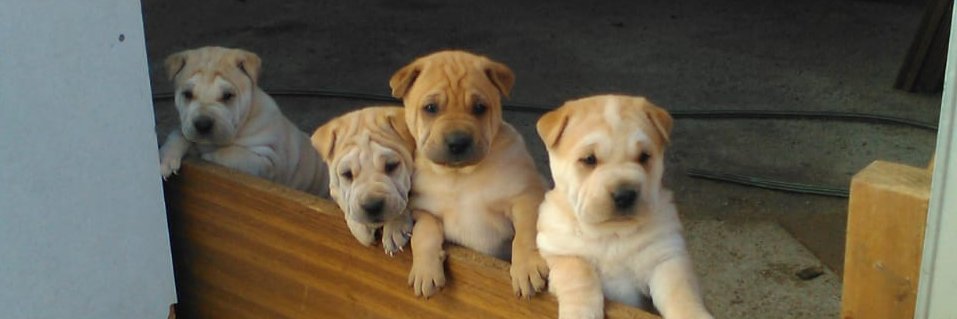 Iván Casanova banner