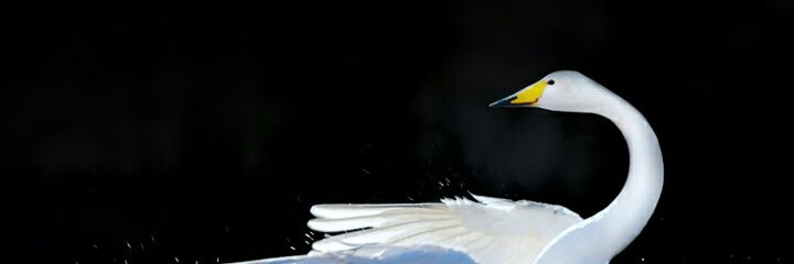Mahirai6's profile banner image