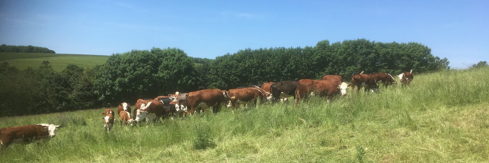 George Hosier banner