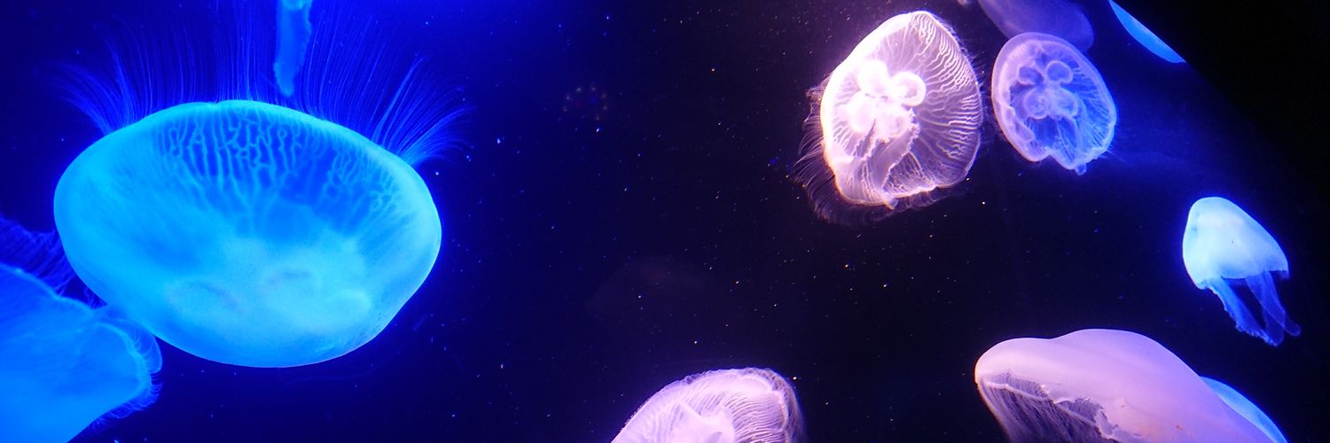 tDr0rochi__'s profile banner image