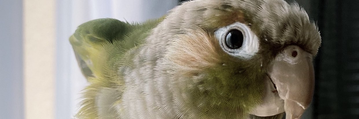 амбассадоресса чувашии banner