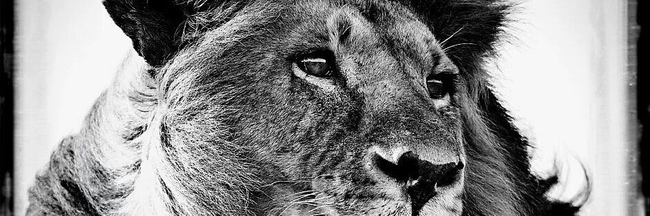 rbrtaine's profile banner image