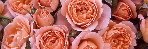 EachPageAPetal's profile banner image