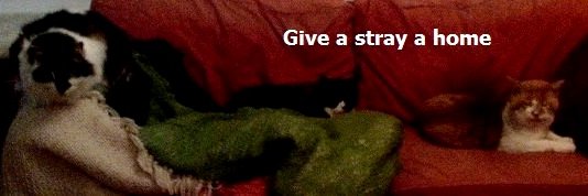 TallulahTangle, Cat lady banner