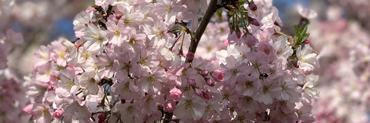 cocoa🌸 banner