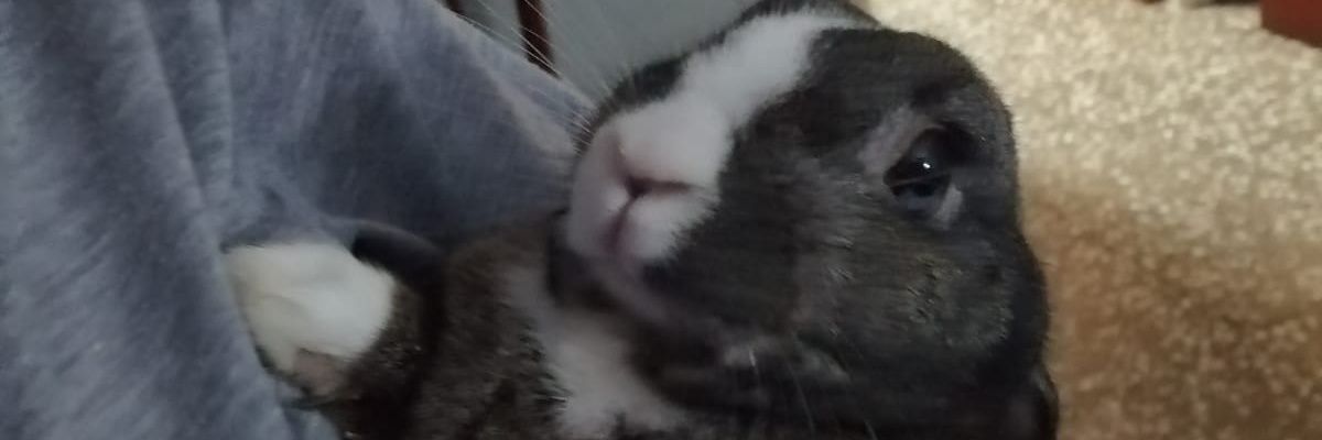Bonsii6's profile banner image