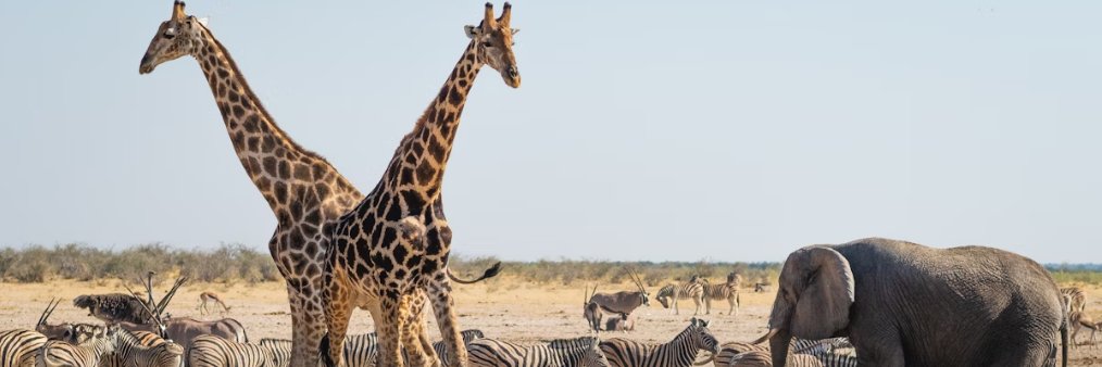 🐯Lover of Nature🦒 banner