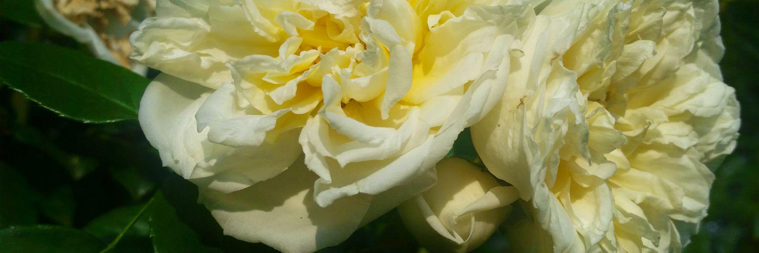 debrajust1's profile banner image