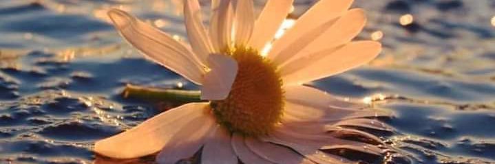 Mujer_Oaxaca's profile banner image