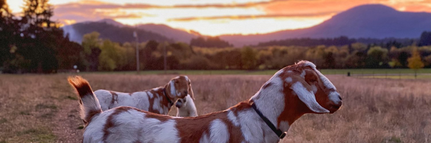 YourDailyGoats's profile banner image