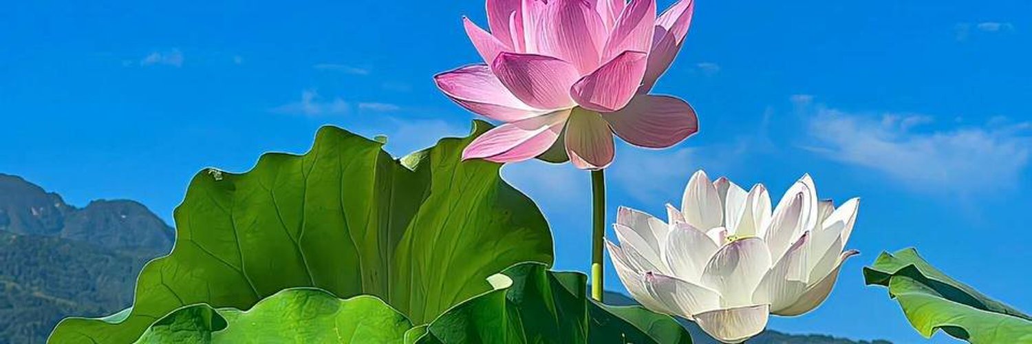 Yu yue AV banner