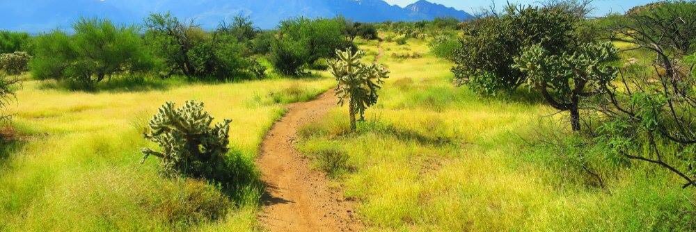 Ann Mastergeorge banner