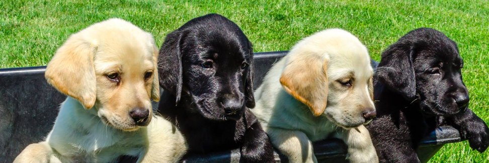 PawsForFreedom's profile banner image