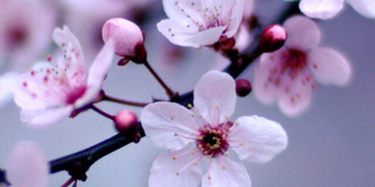 Eleanor_Thomas's profile banner image