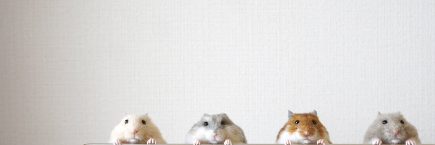mof. banner