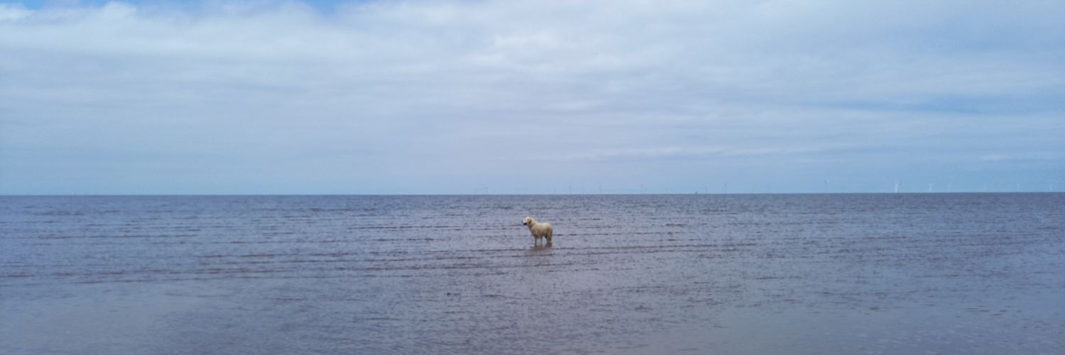 Paula Williams 💙 banner