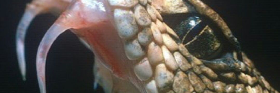 angelldocus's profile banner image