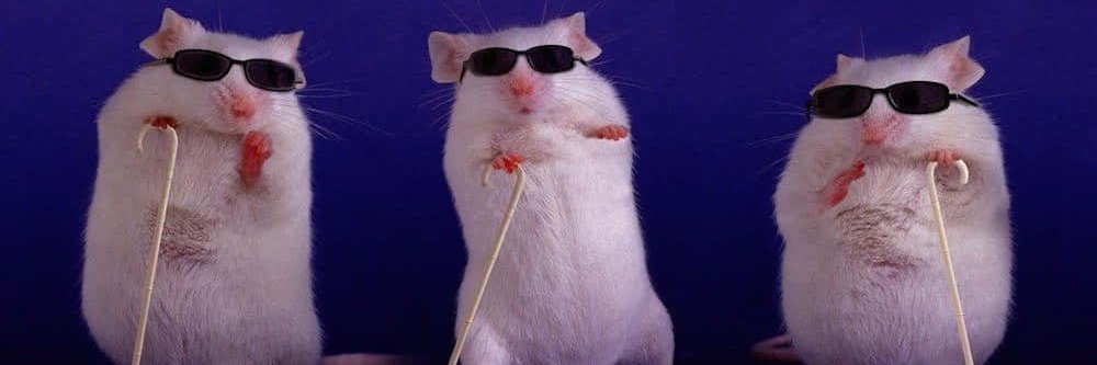 🐁 Nymphrasis 🐁 banner