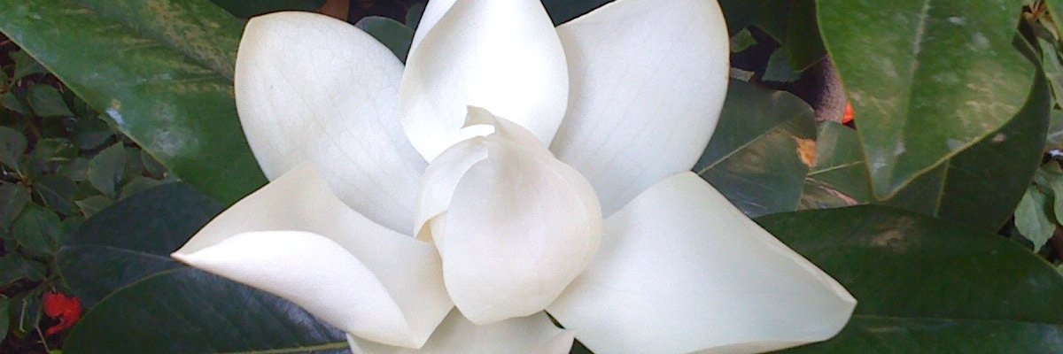 nurcan1963's profile banner image