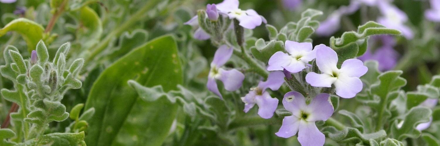 Lorenzo Salvadorini banner