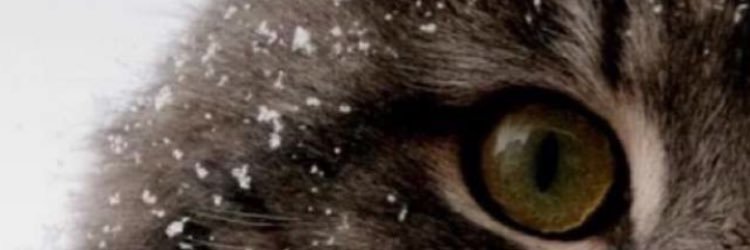 MMSH banner