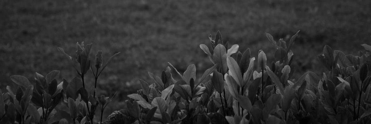 RainsaTW's profile banner image