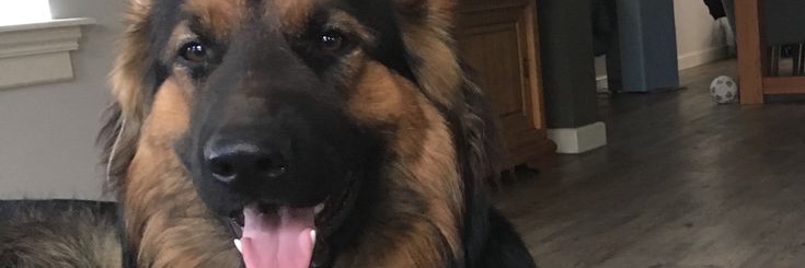 LuaMaslow's profile banner image