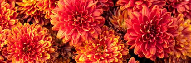 Angelic_Emily_'s profile banner image