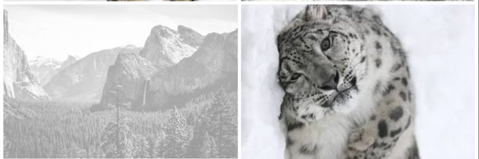SpotsAndClaws's profile banner image