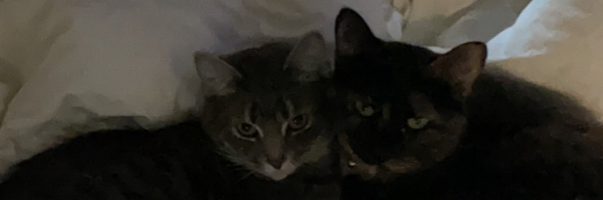 vianoally's profile banner image