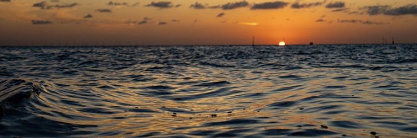 Seashellsurfer banner