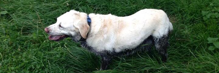 Danny Flanagan banner