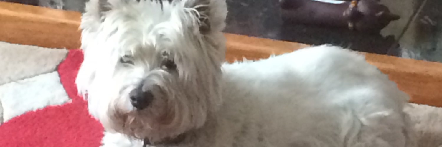 Tilly7700's profile banner image